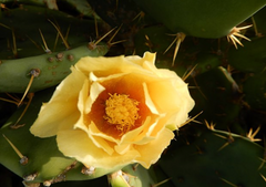 Prickly Pear Skin Care Benefits